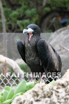 wounded birds, wounds, hurt, hurting, Healing, helping, bird refuge, Sea Life Park, O'ahu, hawaii, hurts