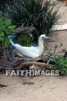 wounded birds, wounds, hurt, hurting, Healing, helping, bird refuge, Sea Life Park, O'ahu, hawaii, hurts