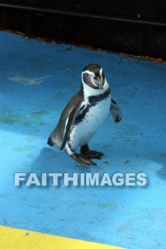 penguin, Sea Life Park, O'ahu, hawaii, penguins