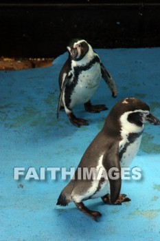 penguin, Sea Life Park, O'ahu, hawaii, penguins