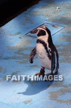 penguin, Sea Life Park, O'ahu, hawaii, penguins