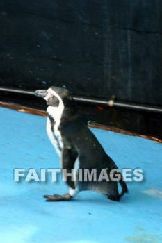 penguin, Sea Life Park, O'ahu, hawaii, penguins