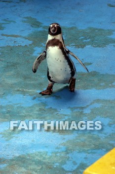 penguin, Sea Life Park, O'ahu, hawaii, penguins