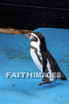 penguin, Sea Life Park, O'ahu, hawaii, penguins