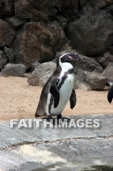 penguin, Sea Life Park, O'ahu, hawaii, penguins