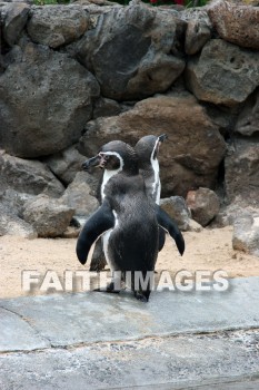 penguin, Sea Life Park, O'ahu, hawaii, penguins