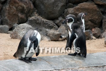 penguin, Sea Life Park, O'ahu, hawaii, penguins