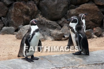 penguin, Sea Life Park, O'ahu, hawaii, penguins