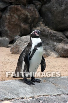 penguin, Sea Life Park, O'ahu, hawaii, penguins