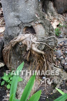 root, tree, Sea Life Park, O'ahu, hawaii, roots, trees