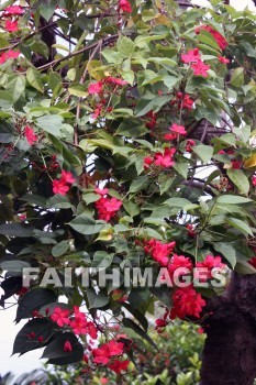 red flowers, red, flower, Sea Life Park, O'ahu, hawaii, flowers