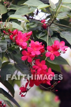 red flowers, red, flower, Sea Life Park, O'ahu, hawaii, flowers