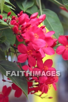 red flowers, red, flower, Sea Life Park, O'ahu, hawaii, flowers