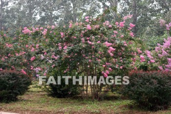 pink flowering bushes, sacred way, ming tombs, imperial tombs, burial, cemetery, grave, death, dying, dead, dies, china, burials, cemeteries, Graves, deaths