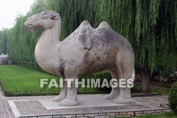 Camel, stone animals on the sacred way, ming tombs, imperial tombs, burial, cemetery, grave, death, dying, dead, dies, china, camels, burials, cemeteries, Graves, deaths