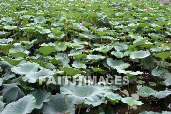 water lily, the summer palace, beijing, china, water lilies