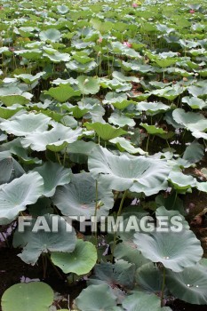 water lily, the summer palace, beijing, china, water lilies