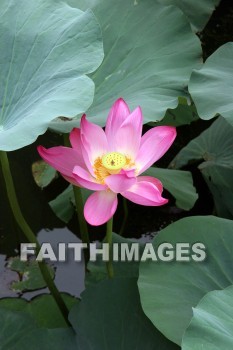 water lily, pink flower, pink, flower, the summer palace, beijing, china, water lilies, pinks, flowers