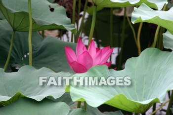 water lily, pink flower, pink, flower, the summer palace, beijing, china, water lilies, pinks, flowers