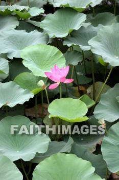 water lily, pink flower, pink, flower, the summer palace, beijing, china, water lilies, pinks, flowers