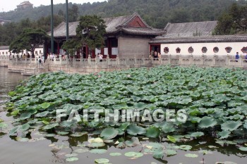 water lily, the summer palace, beijing, china, water lilies