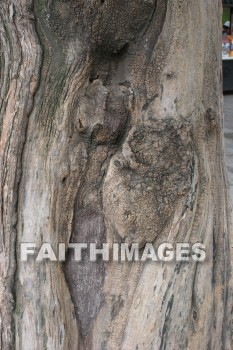 tree knot and bark, the summer palace, beijing, china