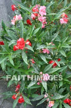 red flowers, red, flower, small wild goose pagoda, xian, china, flowers