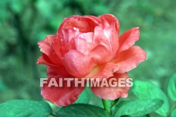 red rose, red flower, flower, red, rose, small wild goose pagoda, xian, china, flowers, roses