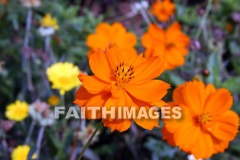 orange flowers, orange, flower, plant, xian, china, oranges, flowers, plants