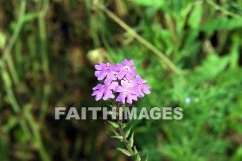 pink flowers, pink, flower, xian, china, pinks, flowers