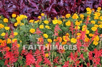 yellow flowers, yellow, flower, red, red flowers, xian, china, yellows, flowers