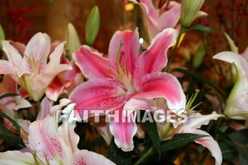 pink lily, pink flowers, pink, flower, hangzhou, china, pinks, flowers