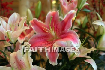 pink lily, pink flowers, pink, flower, hangzhou, china, pinks, flowers