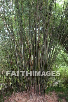 bamboo, bamboo plant, plant, west lake, hangzhou, china, plants