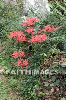 pink flowers, pink, flower, west lake, hangzhou, china, pinks, flowers