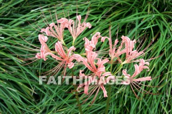 pink flowers, pink, flower, west lake, hangzhou, china, pinks, flowers