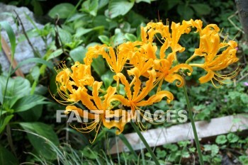 orange flowers, orange, flower, west lake, hangzhou, china, oranges, flowers