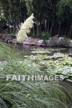 lily pads, Lily, ornamental grass, west lake, hangzhou, china, Lilies