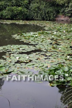 lily pads, Lily, white flowers, white, flower, west lake, hangzhou, china, Lilies, whites, flowers