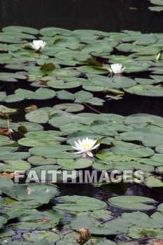 lily pads, Lily, white flowers, white, flower, west lake, hangzhou, china, Lilies, whites, flowers