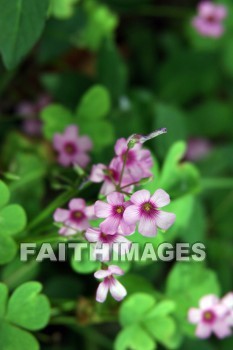 pink flowers, pink, flower, west lake, hangzhou, china, pinks, flowers