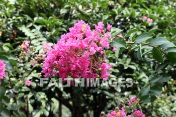 pink flowers, pink, flower, west lake, hangzhou, china, pinks, flowers