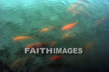 goldfish, fish, west lake, hangzhou, china, goldfishes, Fishes