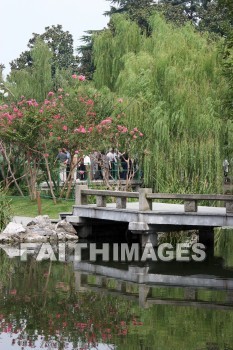 bridge, pink flowering tree, pink flowers, pink, flower, west lake, hangzhou, china, bridges, pinks, flowers