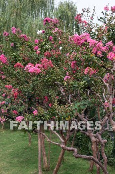 pink flowering tree, pink flowers, pink, flower, west lake, hangzhou, china, pinks, flowers