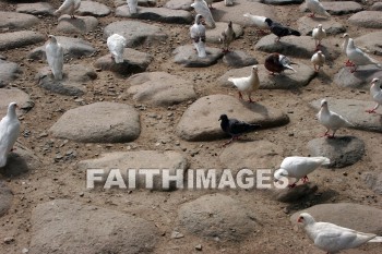 pigeon, Dove, west lake, hangzhou, china, pigeons, doves