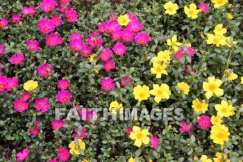 pink flowers, pink, flower, yellow, yellow flowers, west lake, hangzhou, china, pinks, flowers, yellows