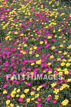 pink flowers, pink, flower, yellow, yellow flowers, west lake, hangzhou, china, pinks, flowers, yellows