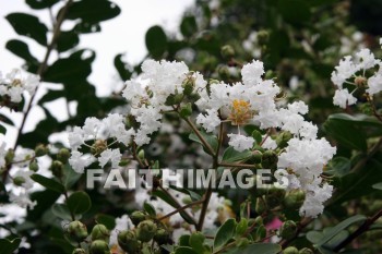 white flowers, white, flower, west lake, hangzhou, china, whites, flowers
