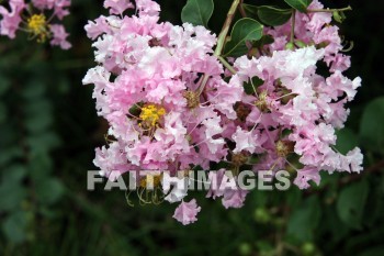 pink flowers, pink, flower, west lake, hangzhou, china, pinks, flowers